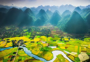 Bac Son Yellow Paddy Rice