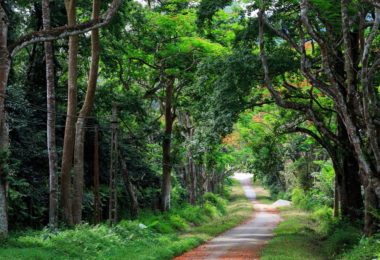Cuc Phuong Park in Ninh Binh