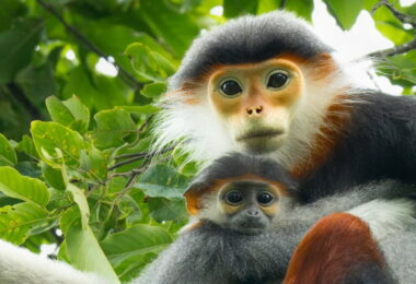 Langur in Cuc Phuong National Park
