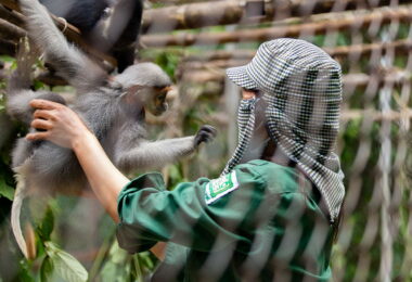 Take care langur in Cuc Phuong