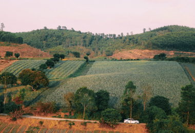 Tam Diep Pineapple Plantation