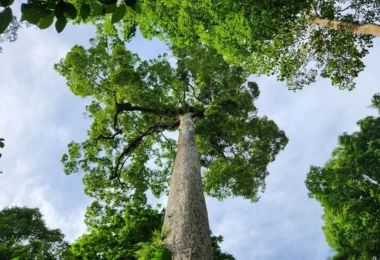Thousand Tree Year in Cuc Phuong