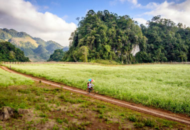 Charming napa cabbage flowers in Moc Chau
