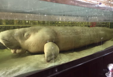 Nha Trang Institute of Oceanography