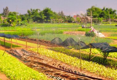 Tra Que Vegetable Village