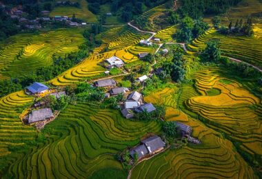 Y Linh Ho